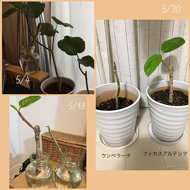 akezouさんの実例写真