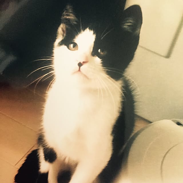ziziguguさんの実例写真