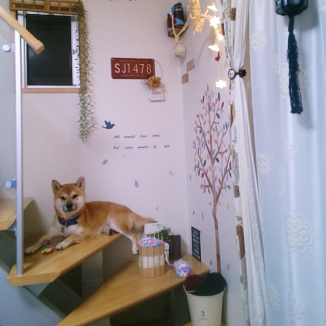 kotaさんの実例写真