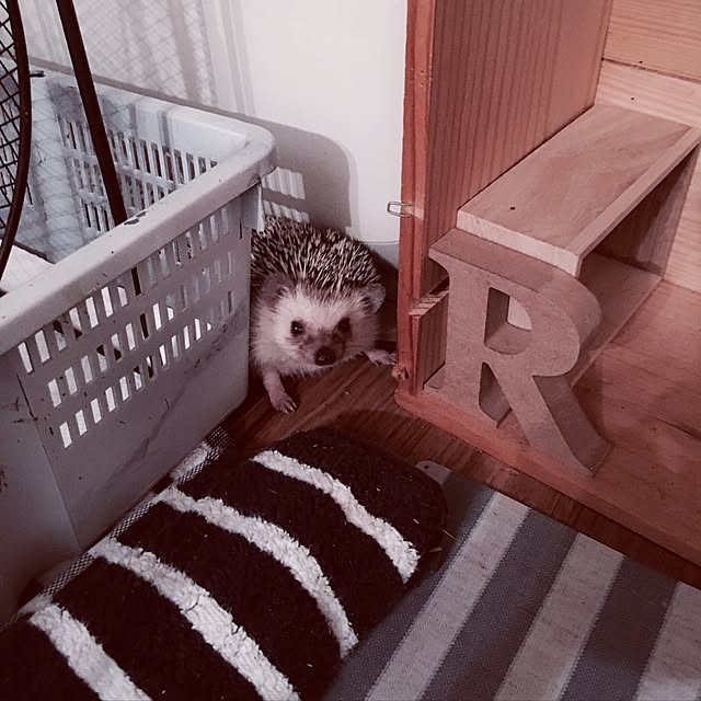 saokoさんの実例写真