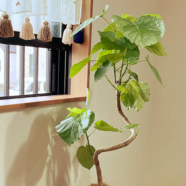 pi_chanさんの実例写真