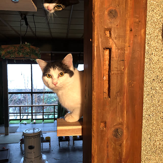 Oreoさんの実例写真