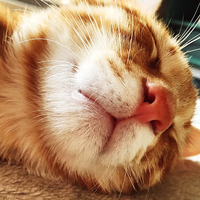 miyamiさんの実例写真