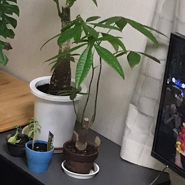 tornadeさんの実例写真