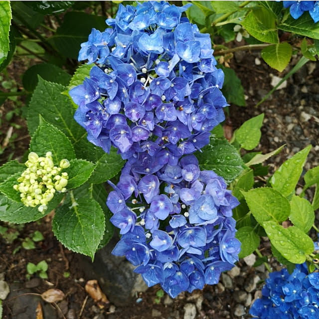 ku-garnet18さんの実例写真
