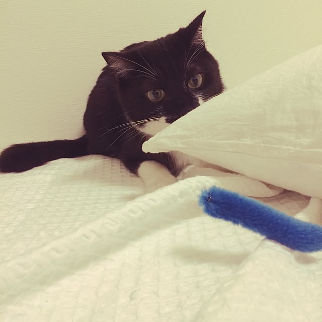 maimaimさんの実例写真