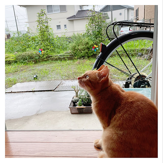 Maicoさんの実例写真