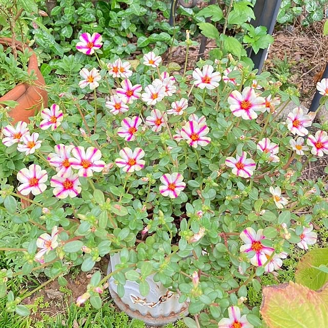 min_nimさんの実例写真
