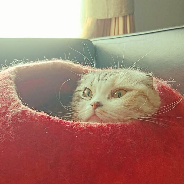 Sachiさんの実例写真