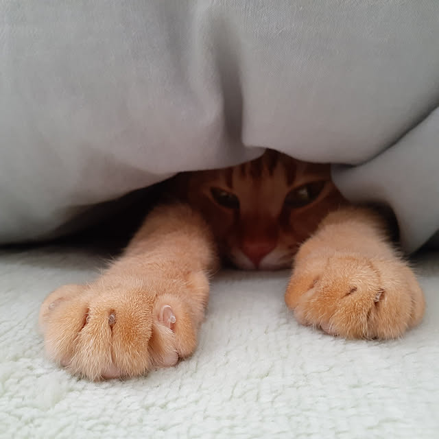 amtさんの実例写真