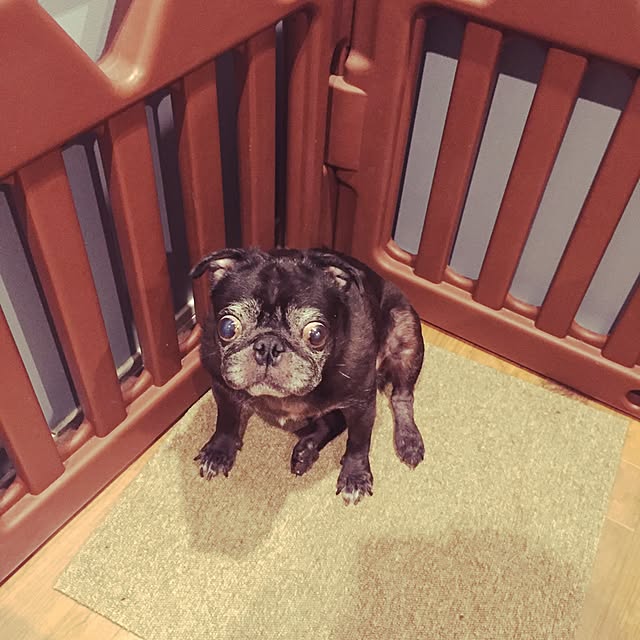 pugholicさんの実例写真