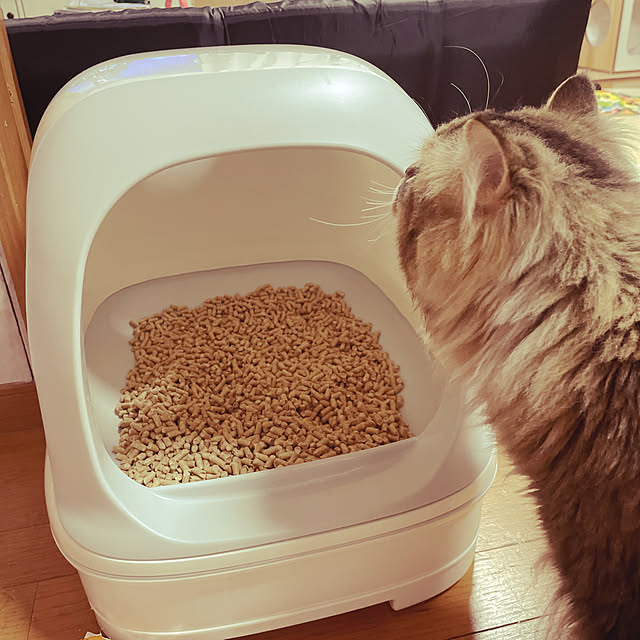 CATさんの実例写真