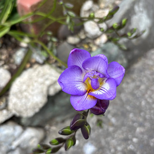 SIELUさんの実例写真