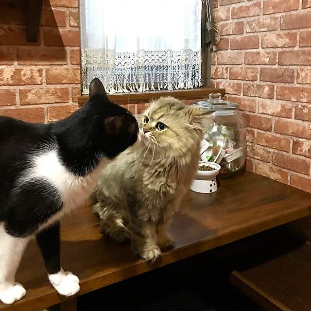 butachanさんの実例写真