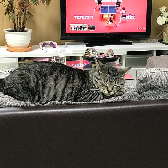 Shinさんの実例写真