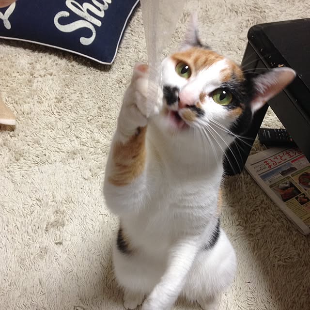 Kinanさんの実例写真