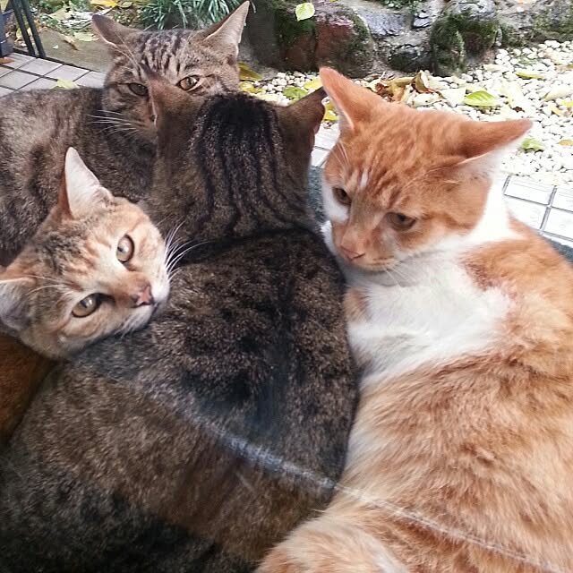 実例写真
