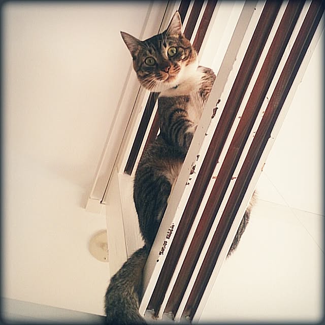 Lukiさんの実例写真