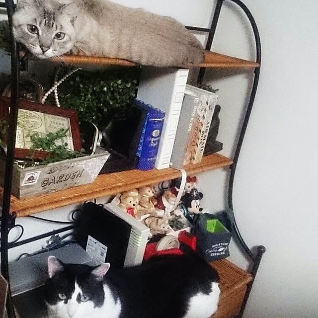 hoshiさんの実例写真