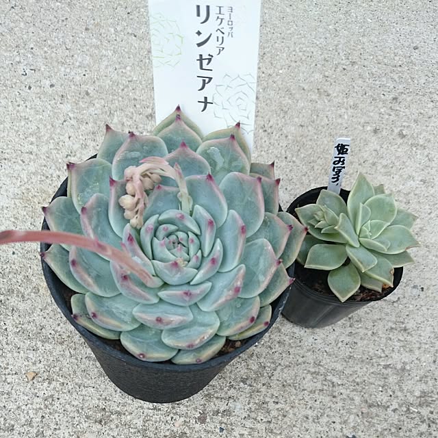 2mama_taniku_3jbさんの実例写真