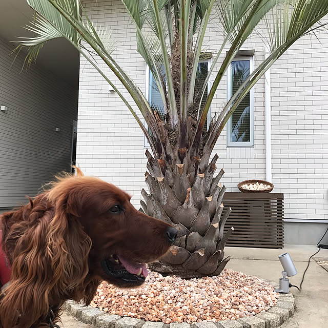 oliveecupさんの実例写真
