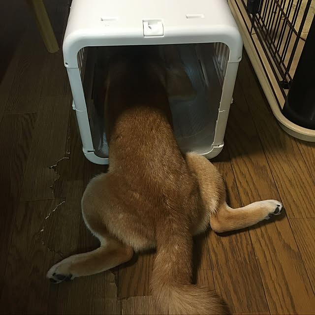 luckyさんの実例写真