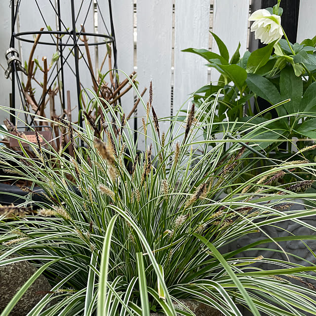 shiropenguinさんの実例写真