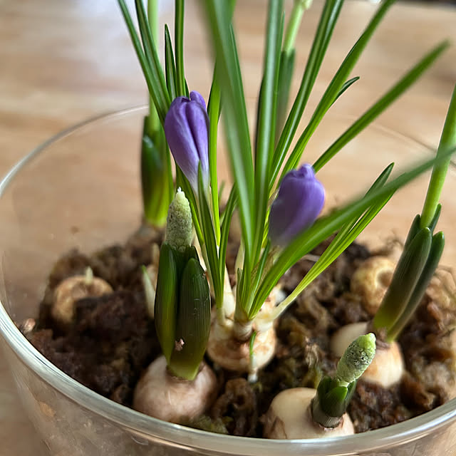 hatsugaさんの部屋