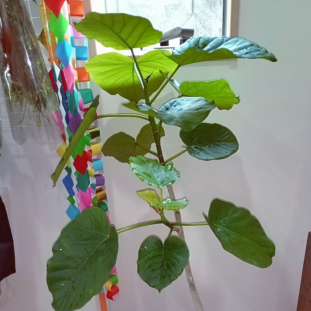 mocomocoさんの部屋