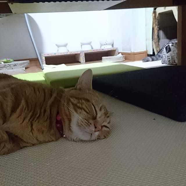 shinobuさんの実例写真