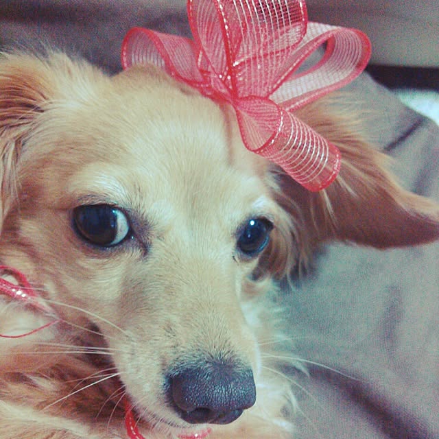 hiromiさんの実例写真