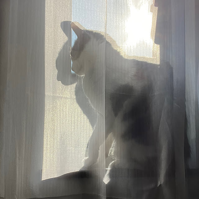 ベッド周り/朝日/窓際/ねこと暮らすのインテリア実例 - 2024-04-26 13:56:35