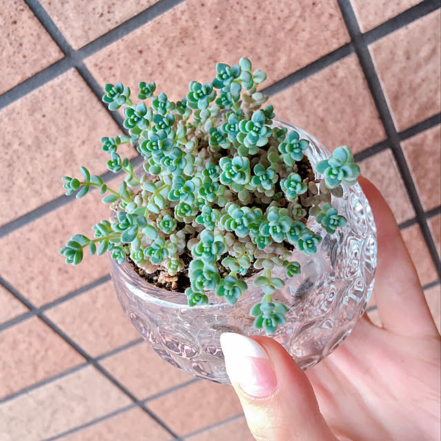 hn_gardenさんの実例写真