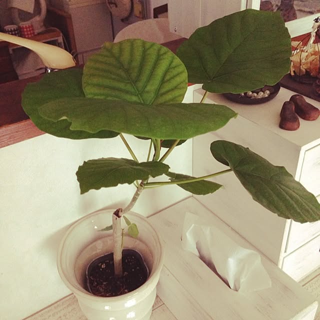 sachieさんの実例写真