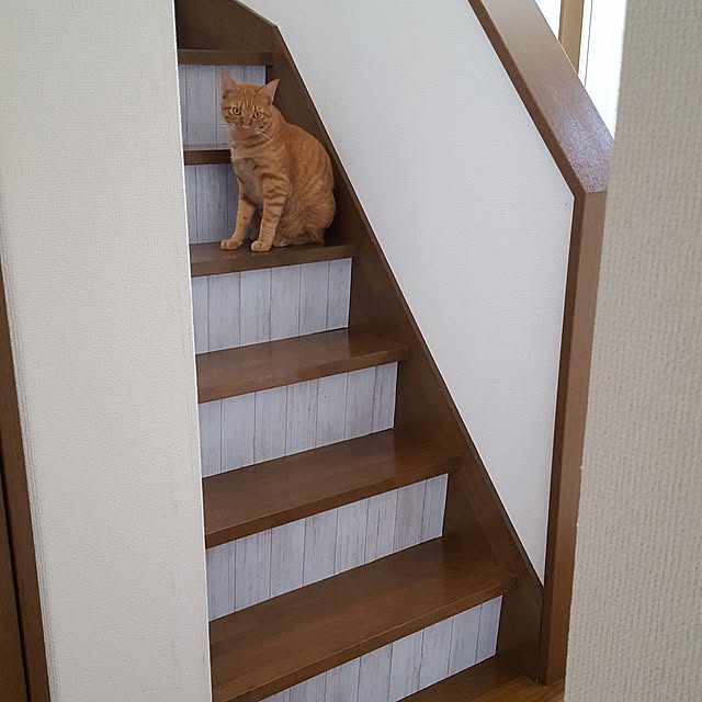 mi_iさんの実例写真