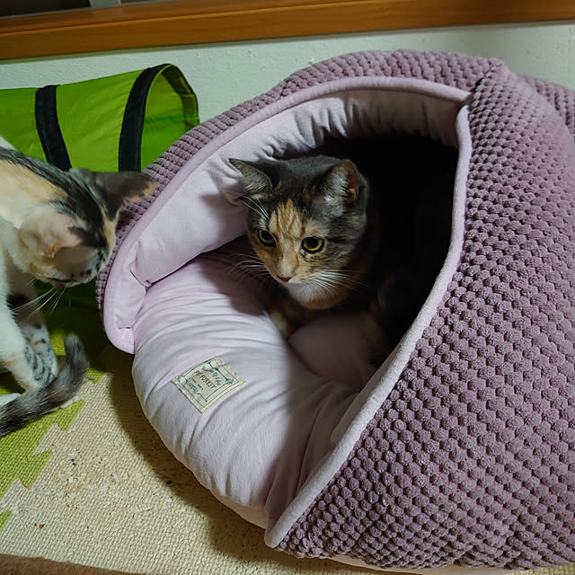 shinobuさんの実例写真