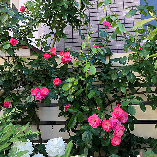 実例写真