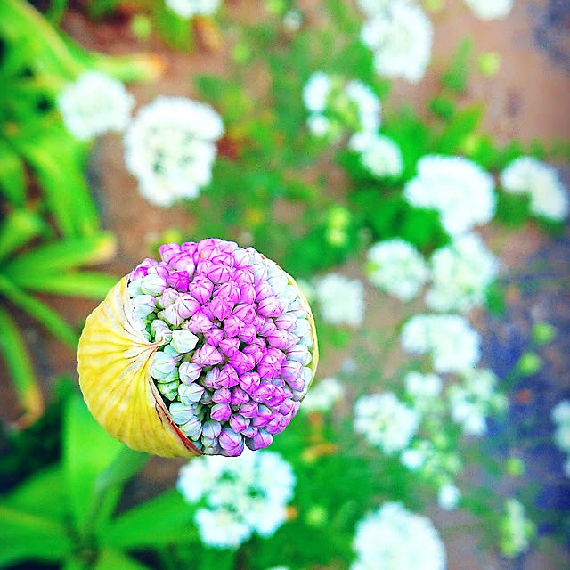 mamimamipockyさんの実例写真