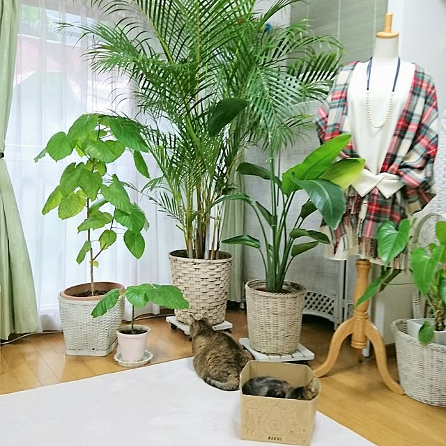Ayuさんの実例写真