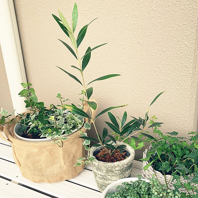 shonaさんの実例写真