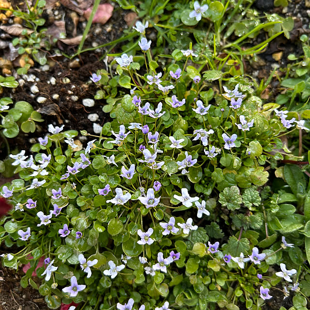 ritsukoさんの実例写真