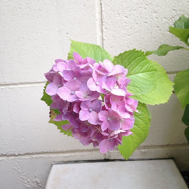 akkoさんの実例写真