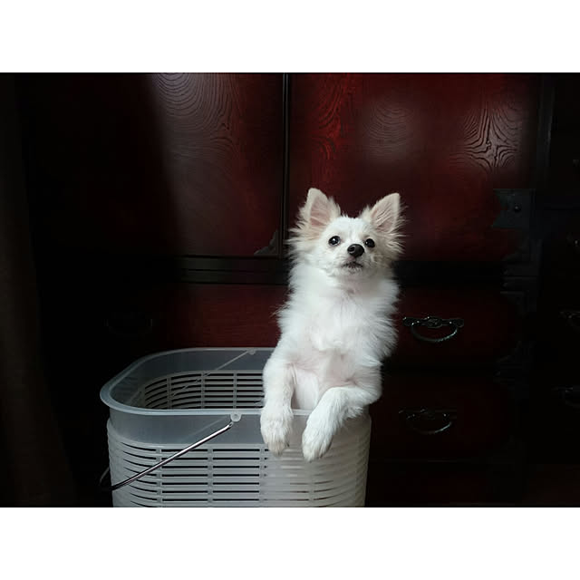 momoさんの実例写真