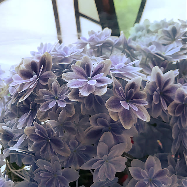 紫陽花/棚のインテリア実例 - 2019-05-24 23:35:18
