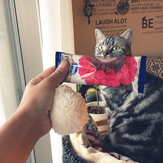 hiyupan88さんの実例写真