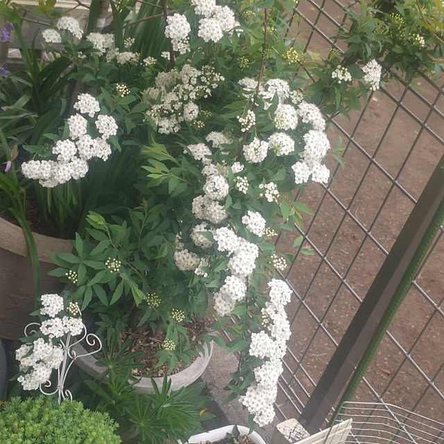 mmpoohさんの実例写真