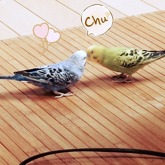chii-soccerさんの実例写真