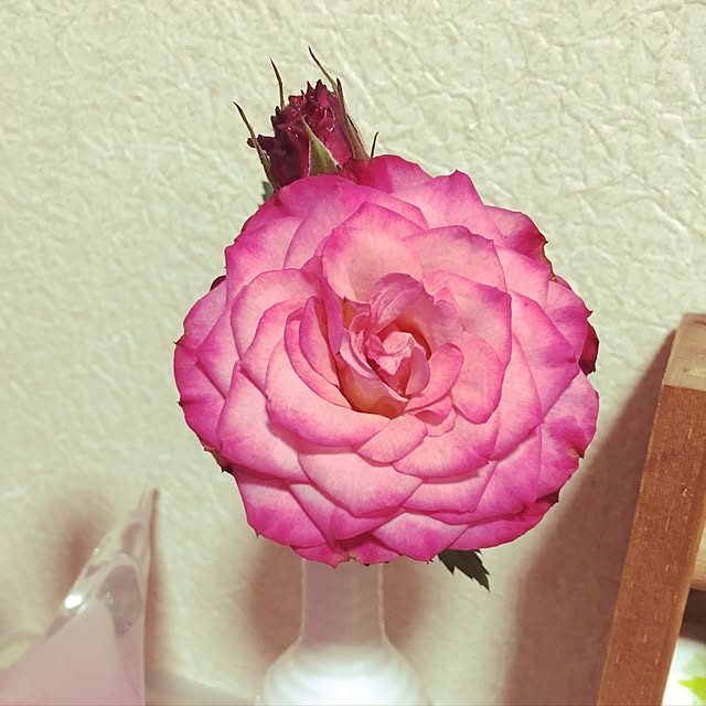 ikueさんの実例写真
