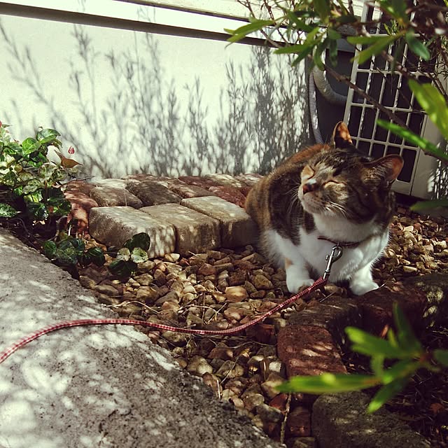 tomo1220さんの実例写真