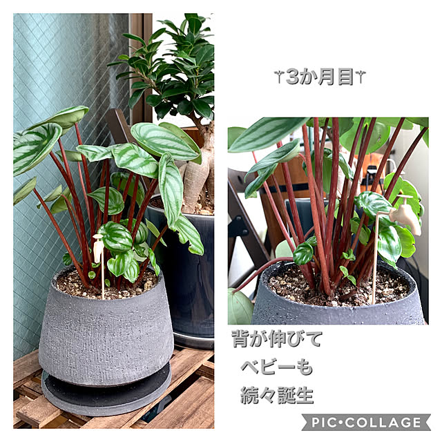 yasuyo66さんの実例写真